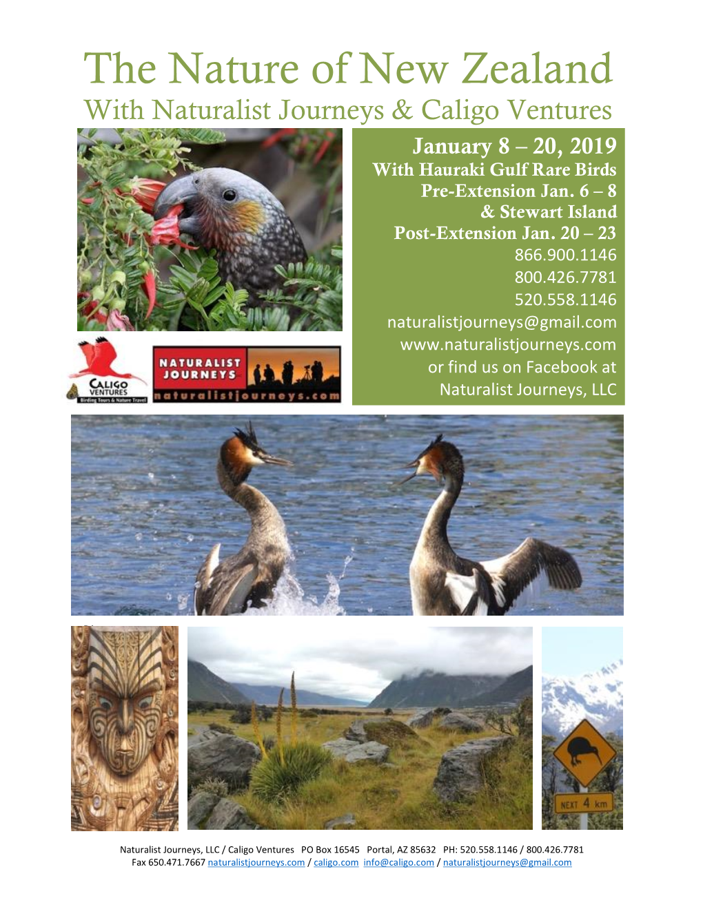 The Nature of New Zealand with Naturalist Journeys & Caligo Ventures January 8 – 20, 2019 with Hauraki Gulf Rare Birds Pre-Extension Jan