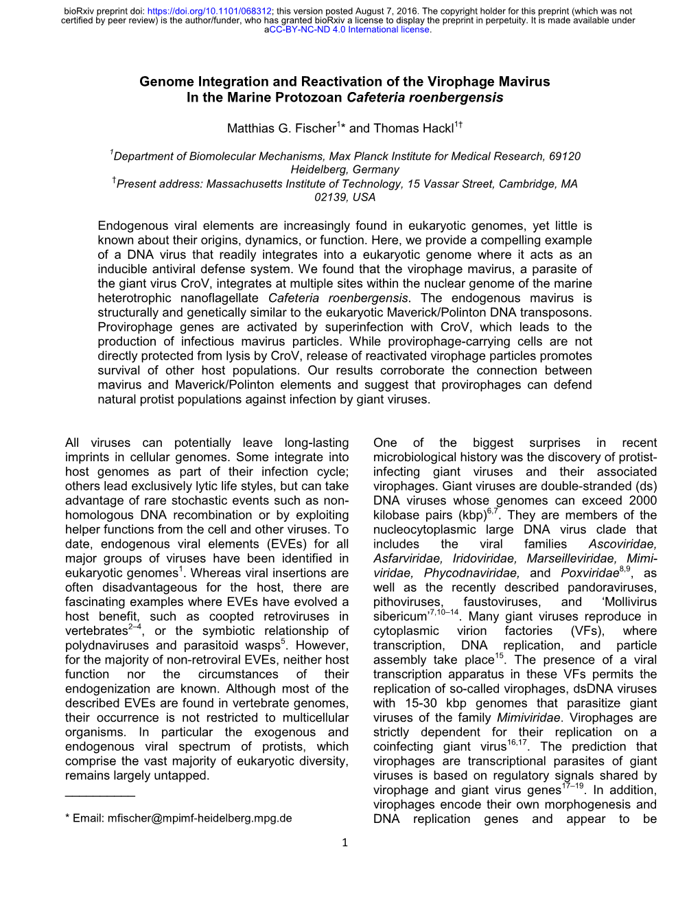 Genome Integration and Reactivation of the Virophage Mavirus in the Marine Protozoan Cafeteria Roenbergensis