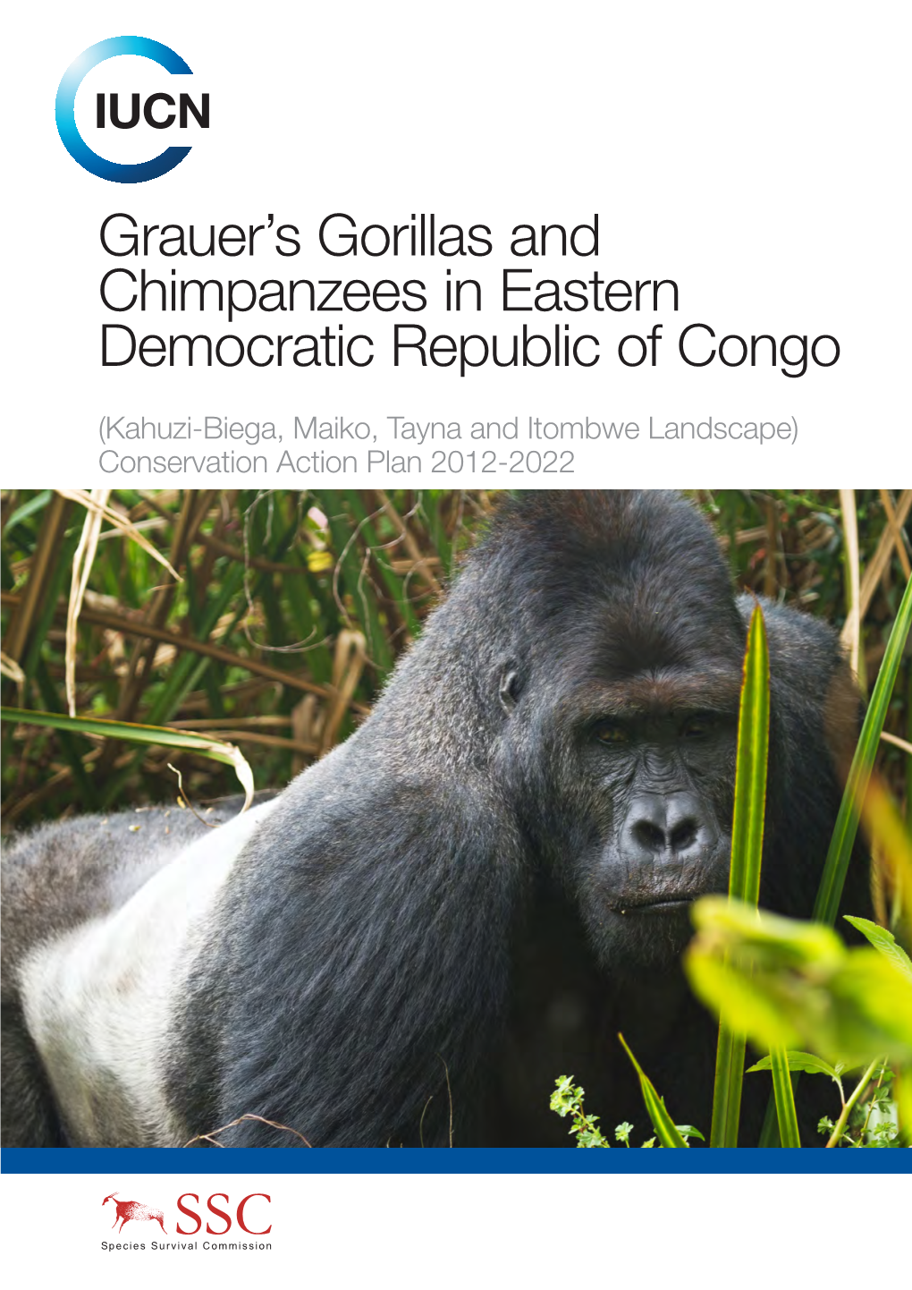 Grauer's Gorillas and Chimpanzees in Eastern Democratic Republic Of