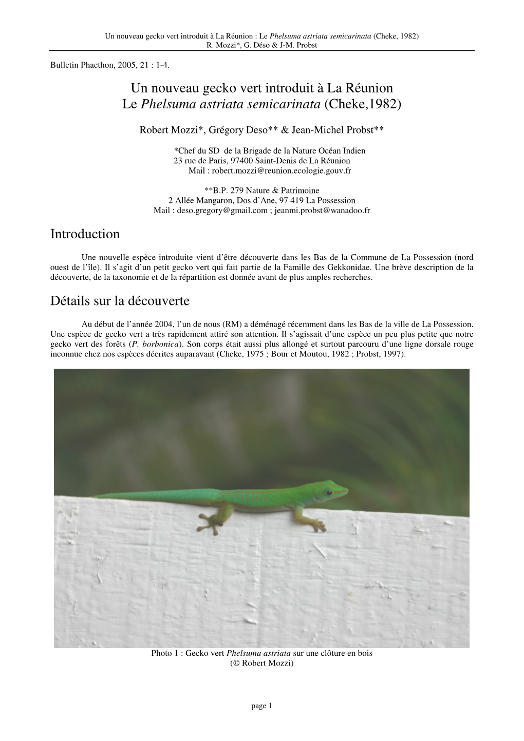 Un Nouveau Gecko Vert Introduit À La Réunion Le Phelsuma Astriata Semicarinata (Cheke,1982)