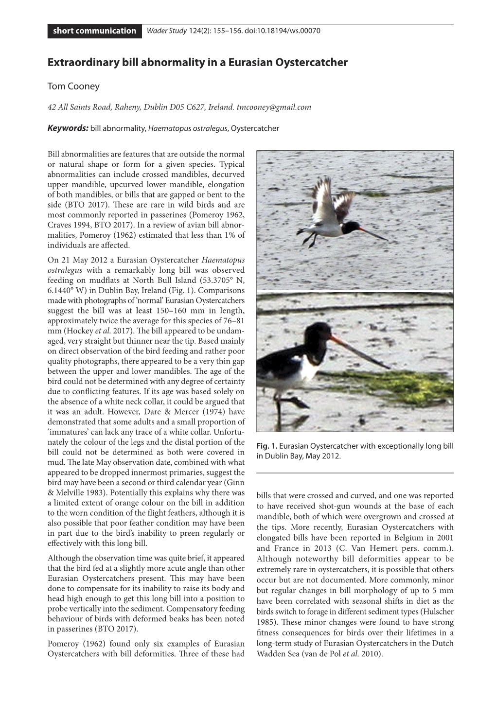 Extraordinary Bill Abnormality in a Eurasian Oystercatcher