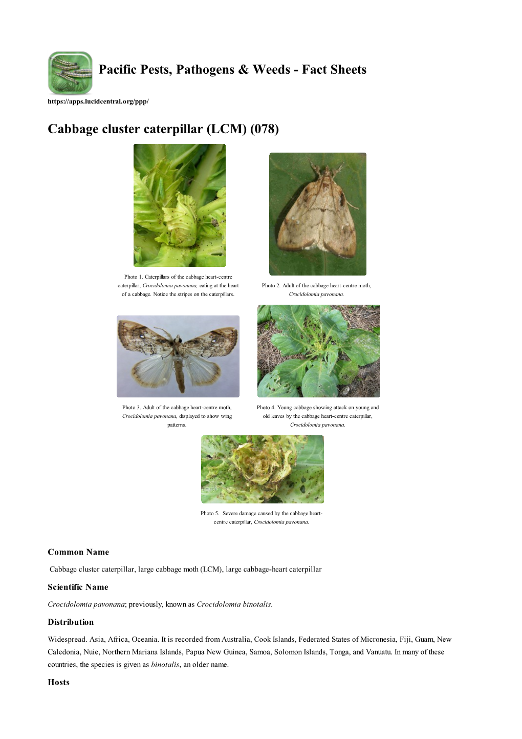 Cabbage Cluster Caterpillar (LCM) (078)