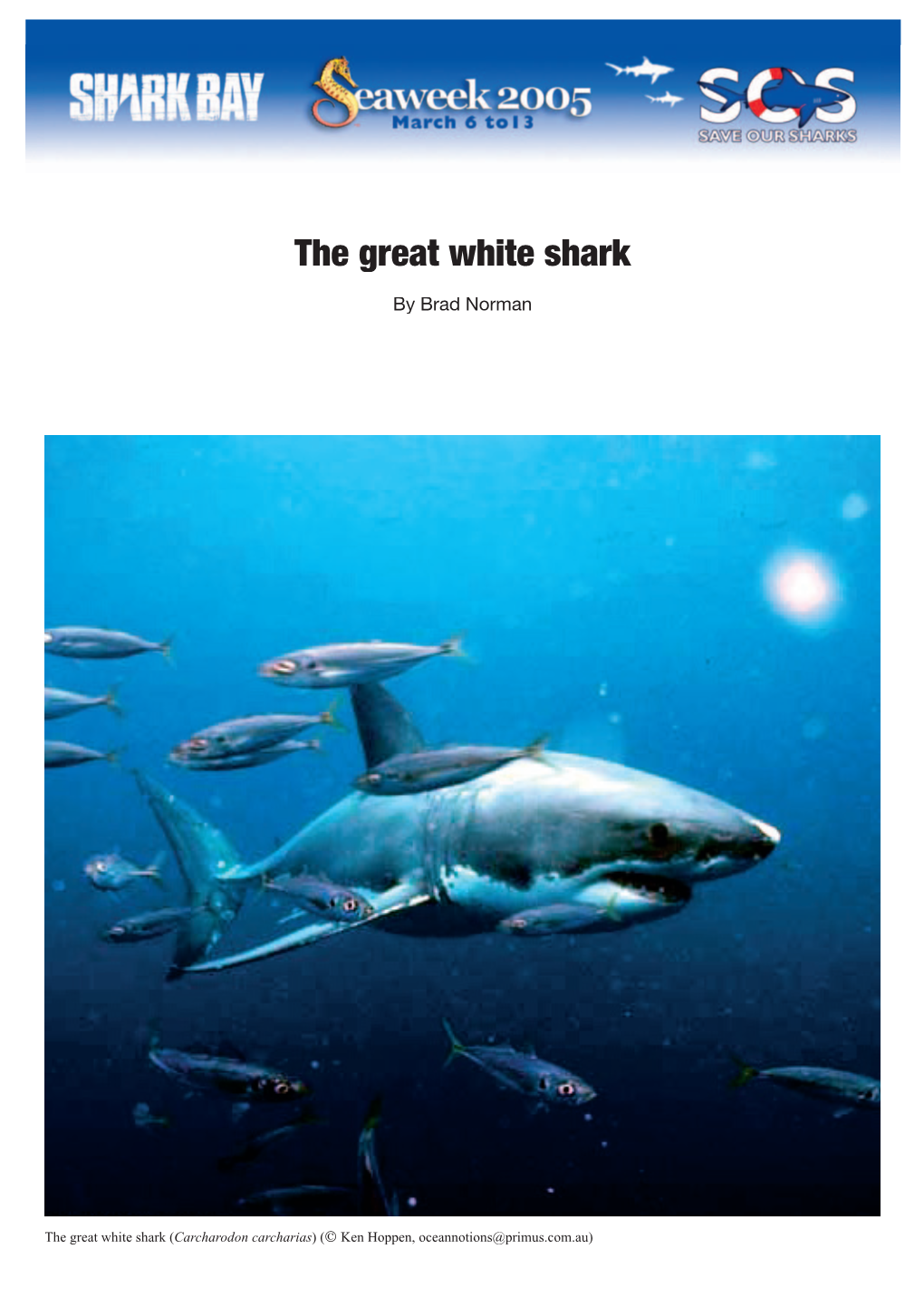 The Great White Shark