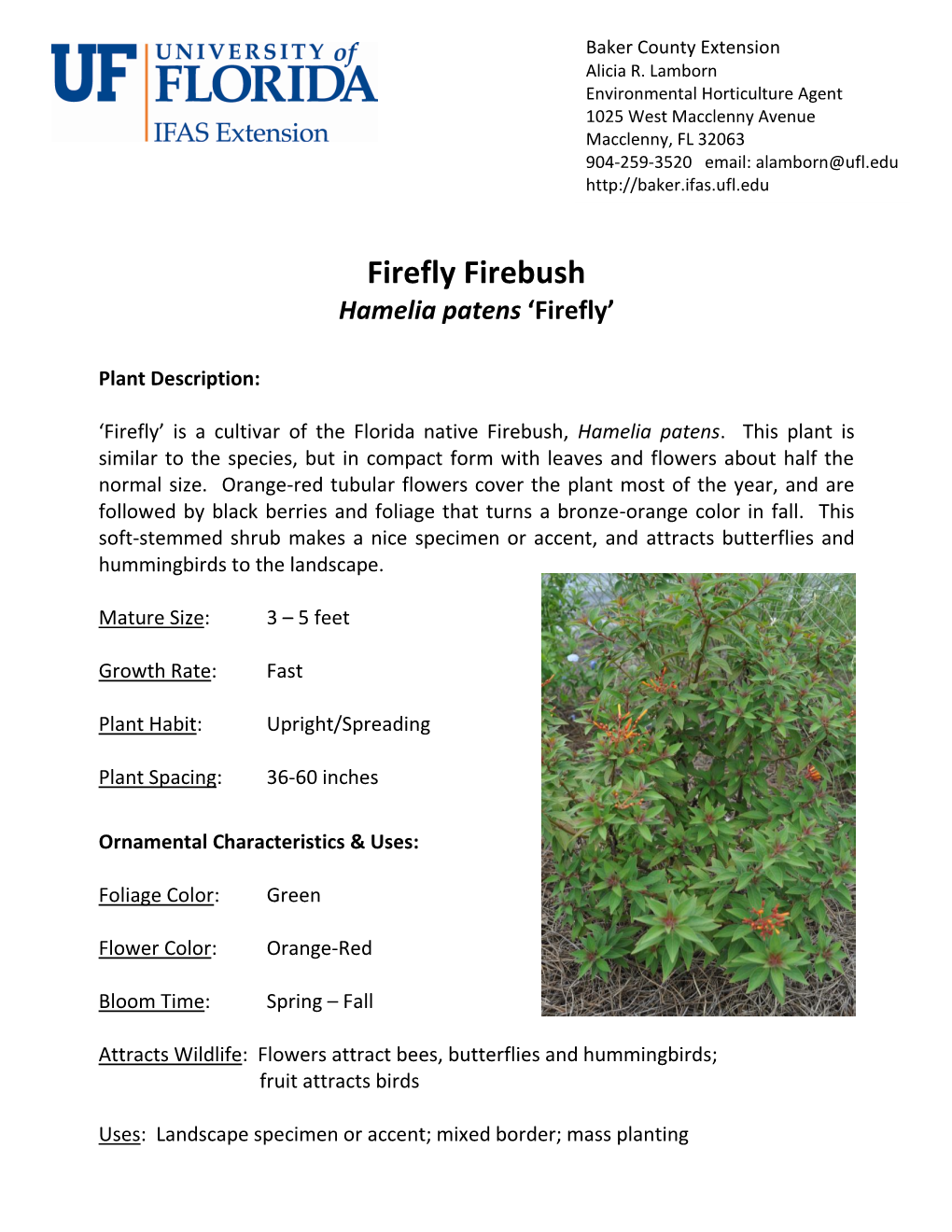 Firebush 'Firefly'