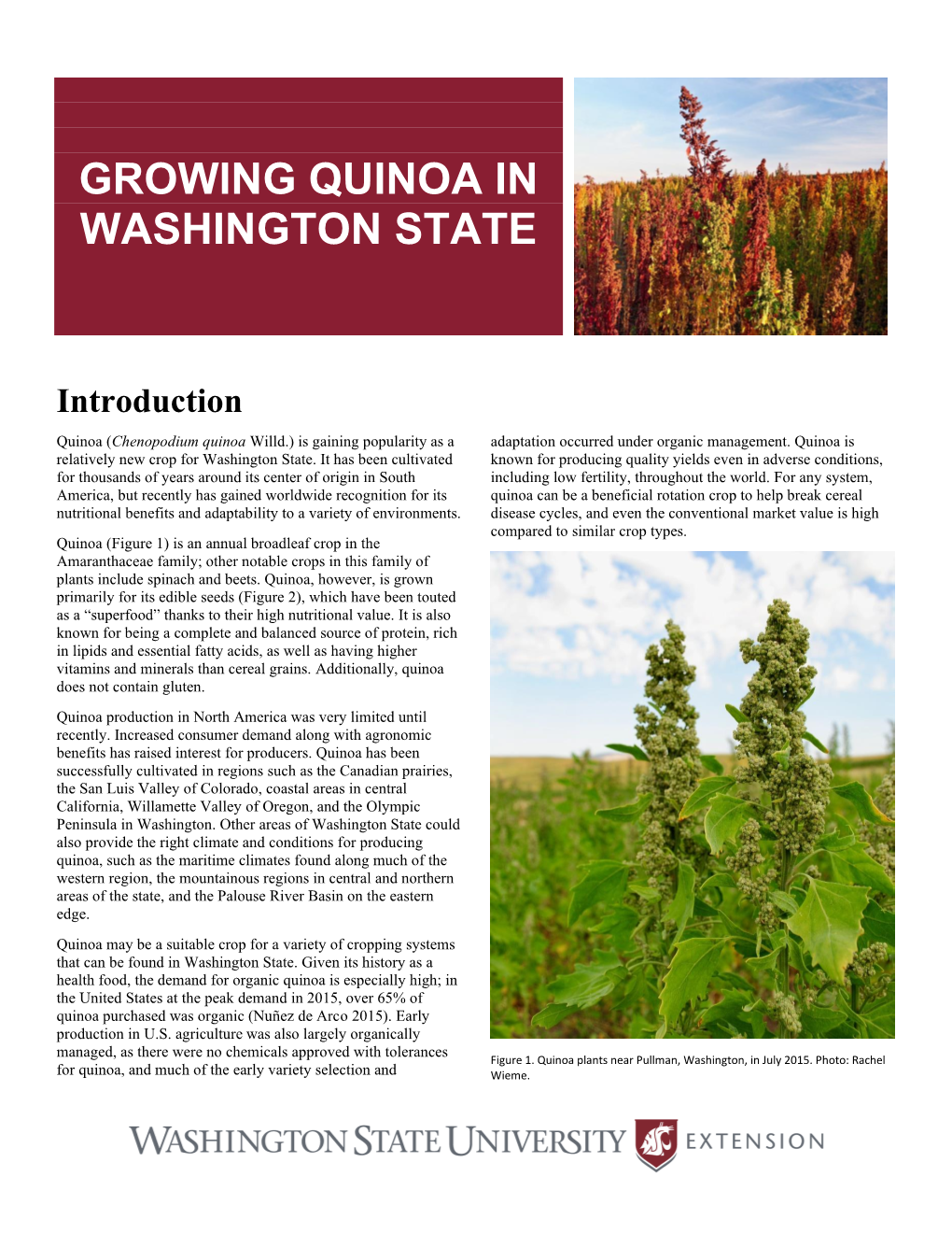 Growing Quinoa in Washington State