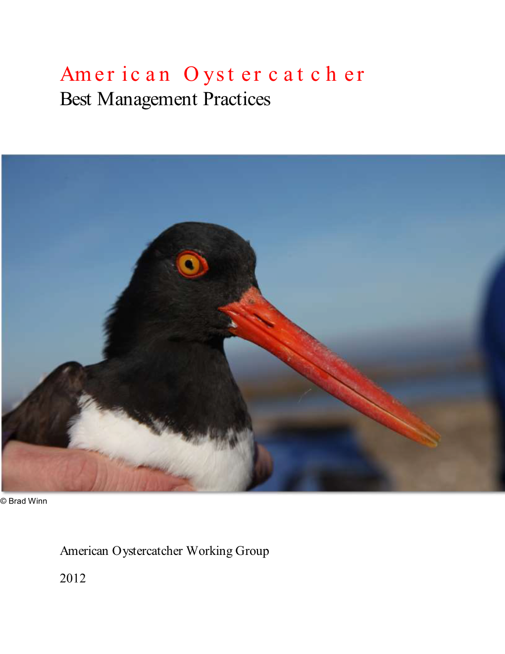 American Oystercatcher Working Group