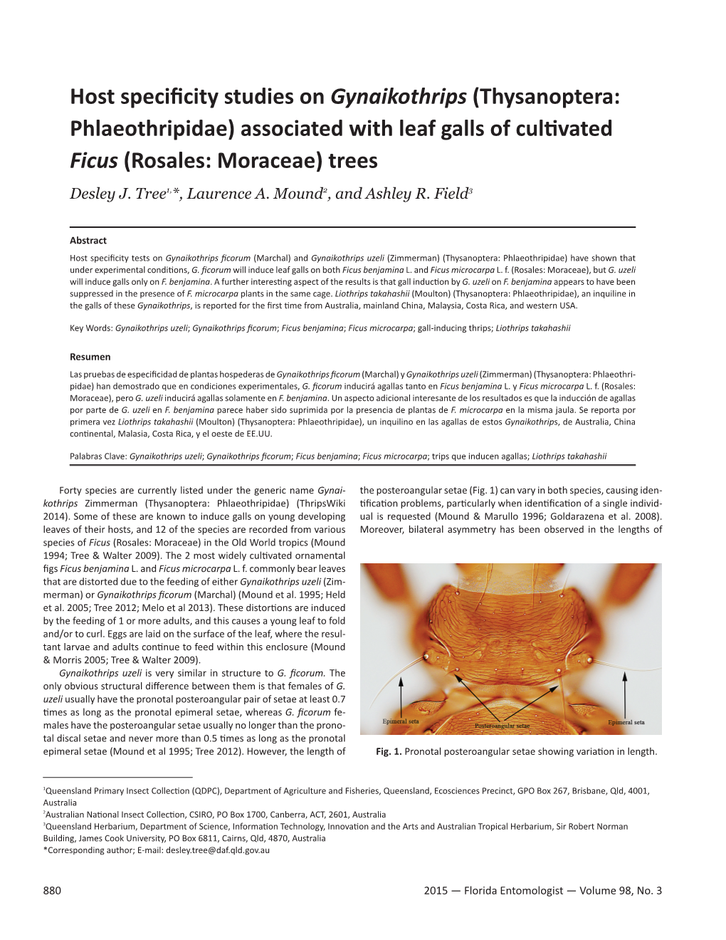 Thysanoptera: Phlaeothripidae) Associated with Leaf Galls of Cultivated Ficus (Rosales: Moraceae) Trees Desley J