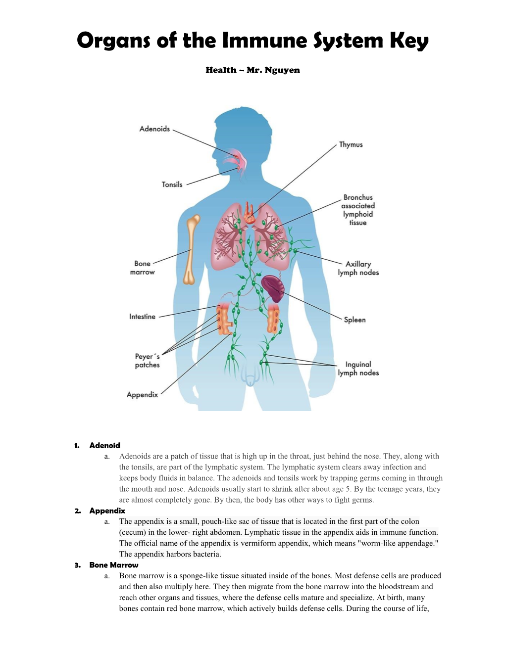 Organs of the Immune System Key