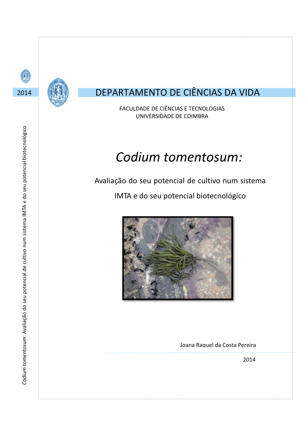 Codium Tomentosum