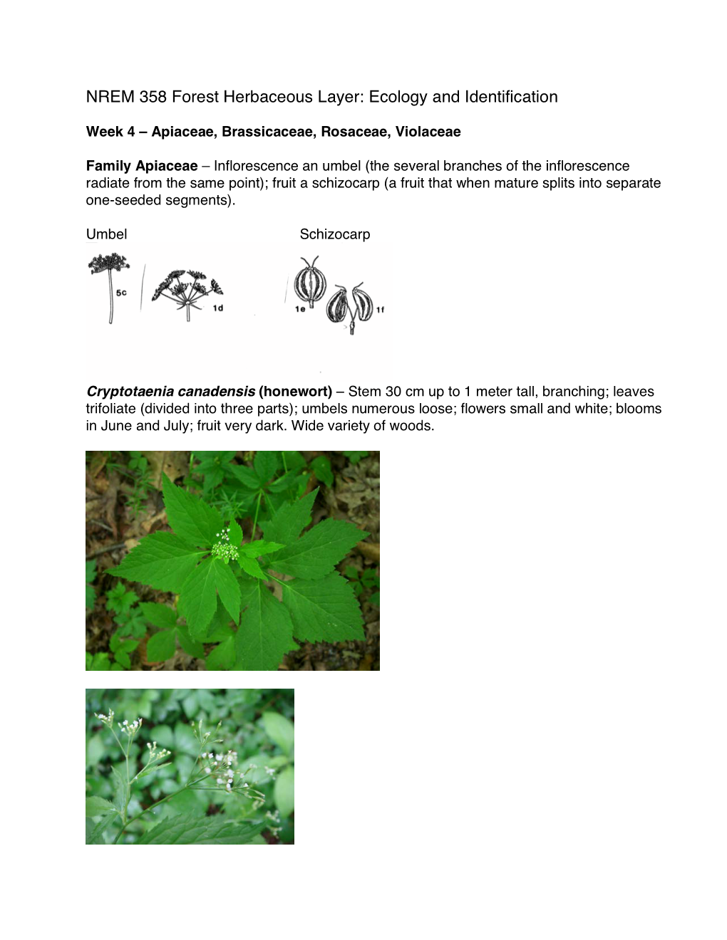 NREM 358 Forest Herbaceous Layer: Ecology and Identification