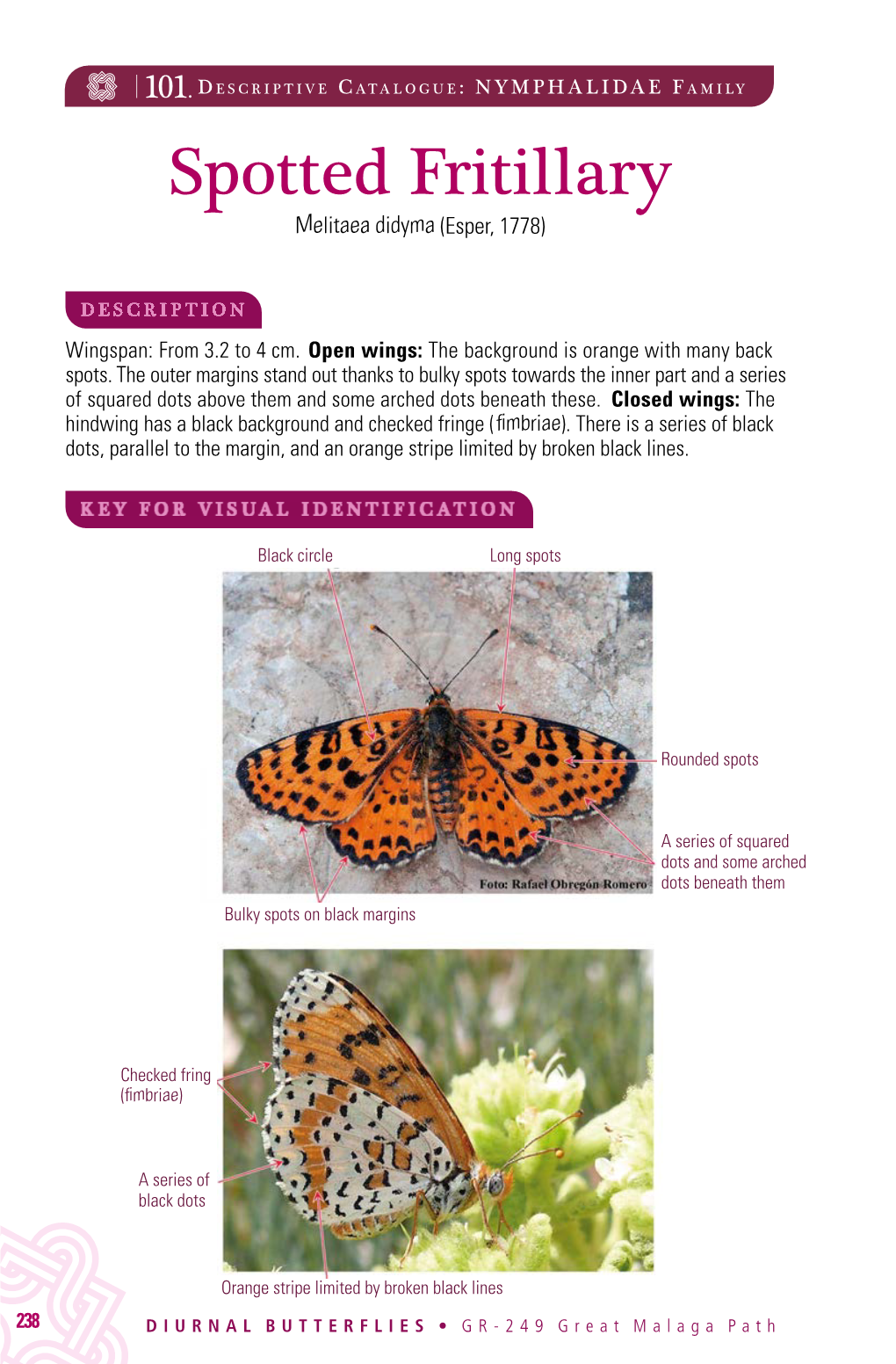 Spotted Fritillary Melitaea Didyma (Esper, 1778)