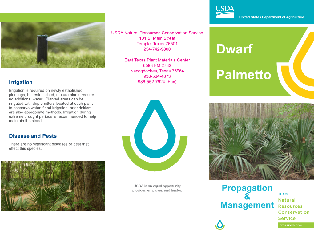 Dwarf Palmetto Digging Wild Plants for Transplanting Can Be Problematic
