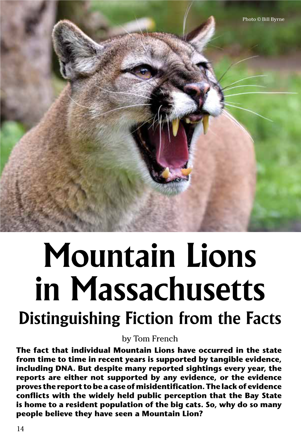 Mountain Lions in Massachusetts