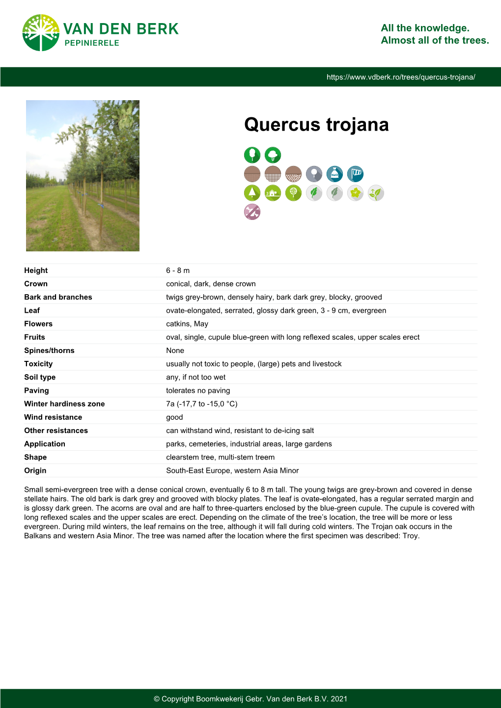 Quercus Trojana