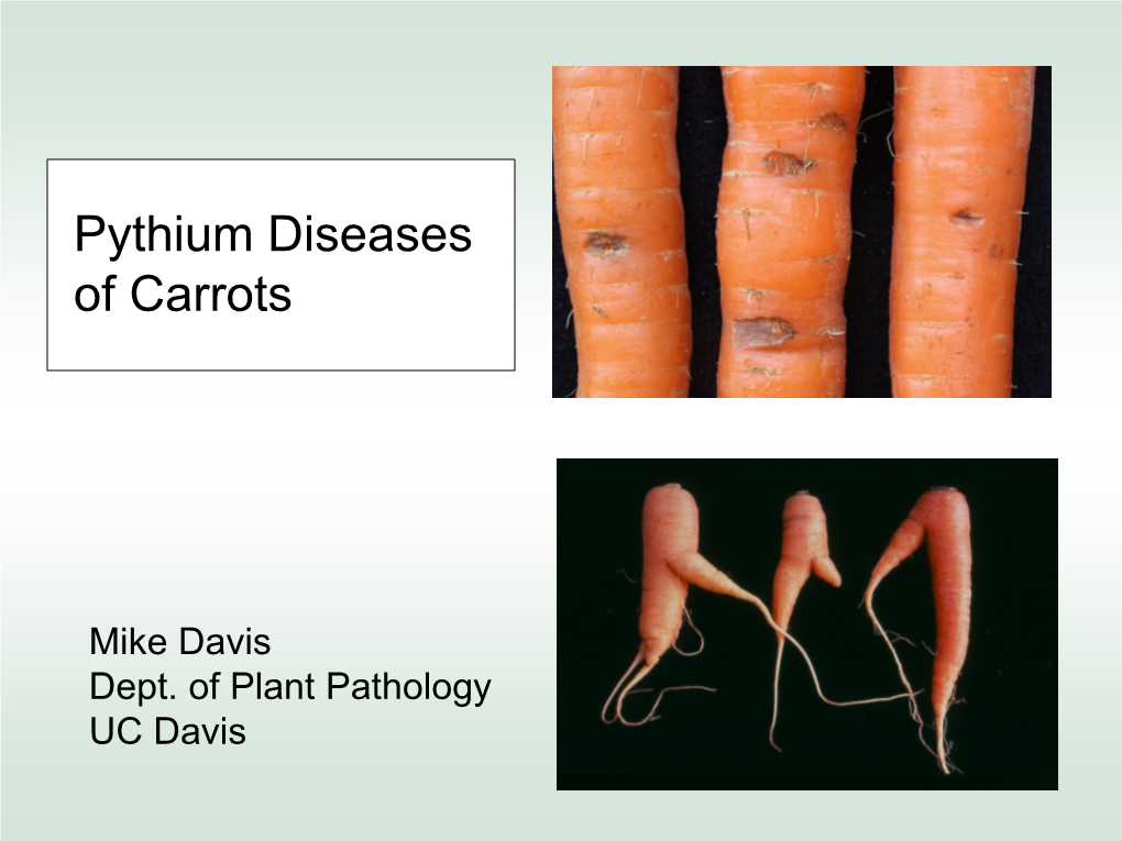 Pythium Diseases of Carrots