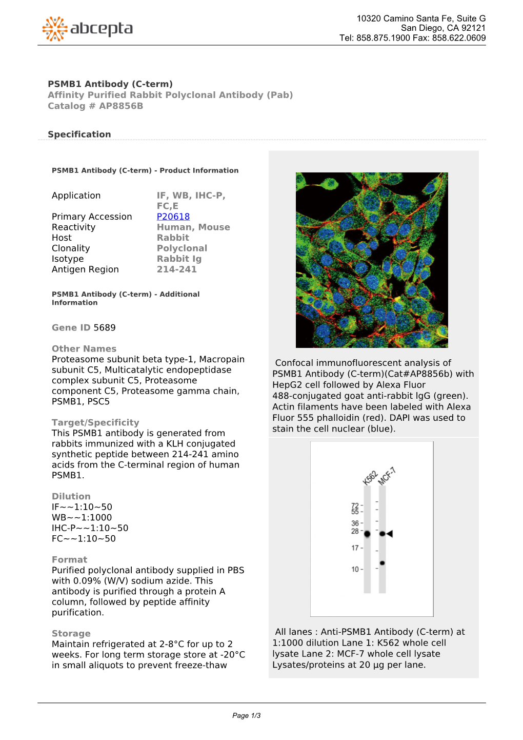 PSMB1 Antibody (C-Term) Affinity Purified Rabbit Polyclonal Antibody (Pab) Catalog # AP8856B