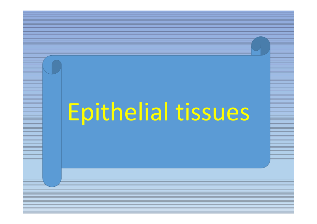 The Glandular Epithelium