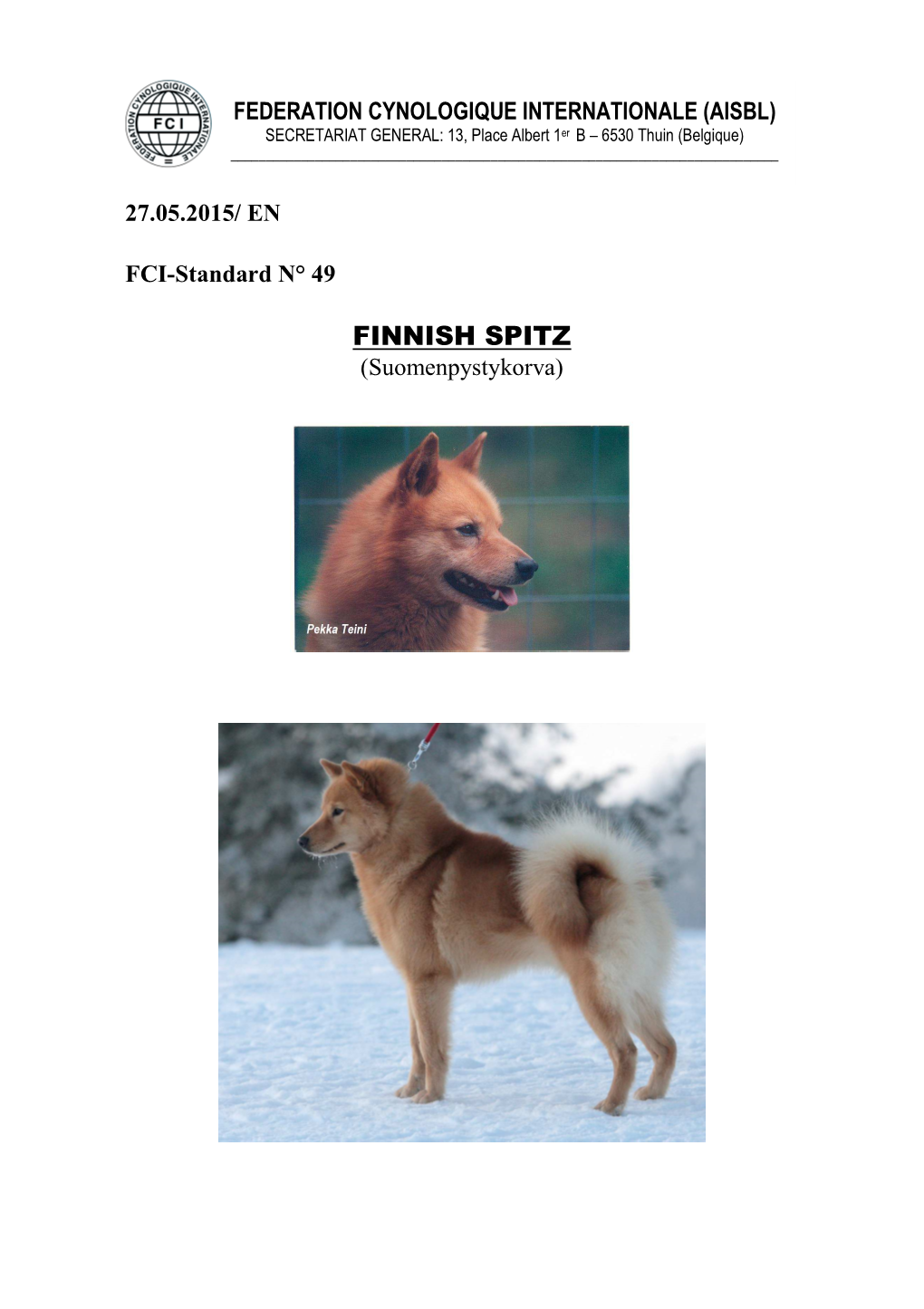 FINNISH SPITZ (Suomenpystykorva)