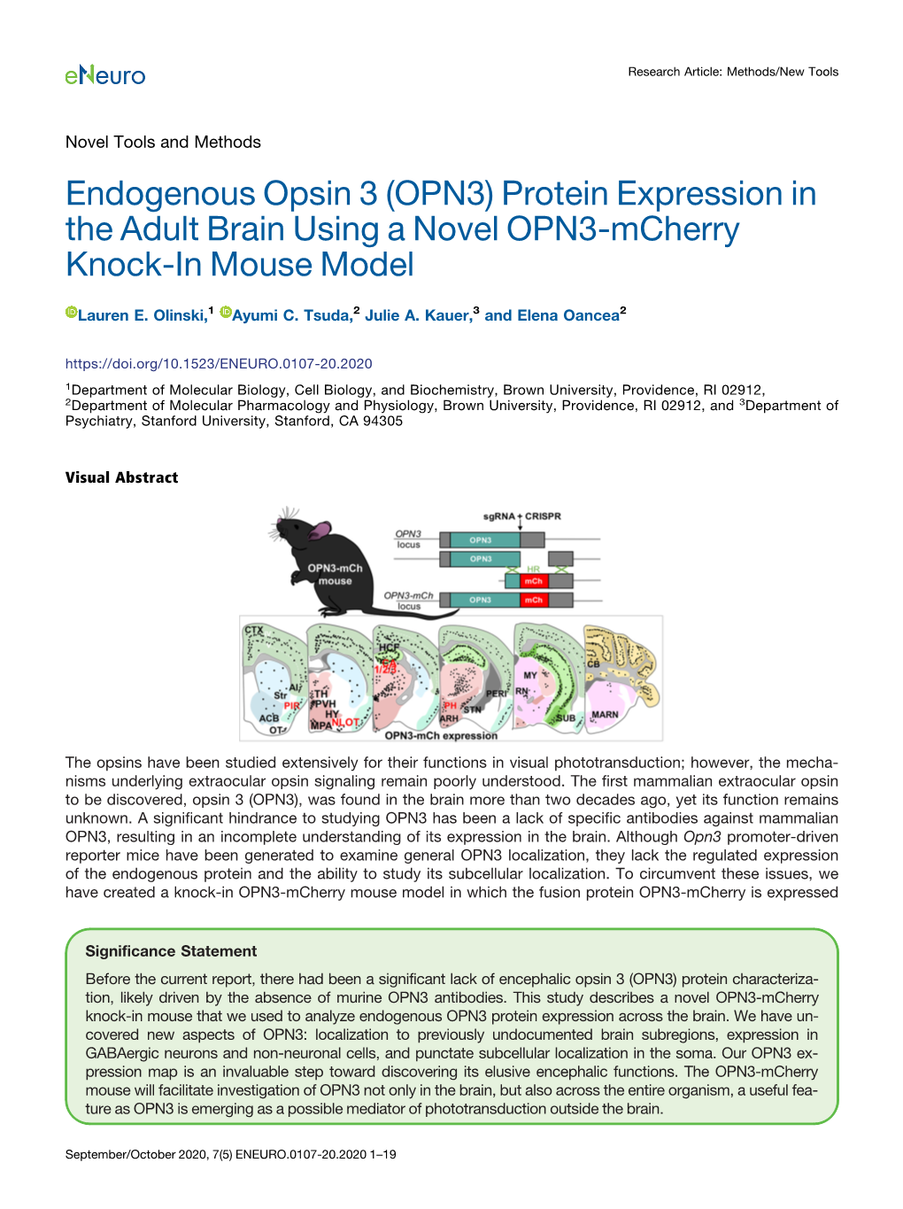 Endogenous Opsin 3 (OPN3) Protein Expression in the Adult Brain Using a Novel OPN3-Mcherry Knock-In Mouse Model