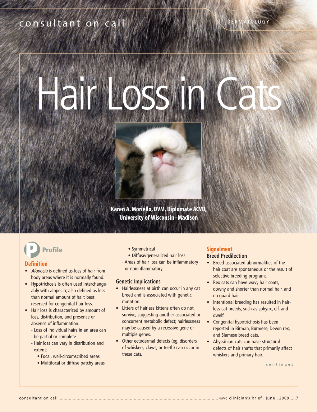 Hair Loss in Cats