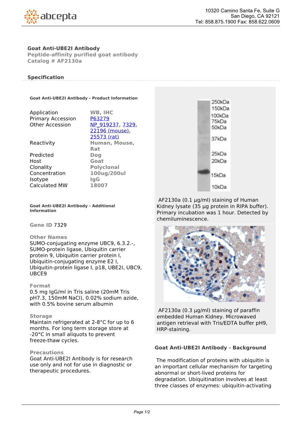 Goat Anti-UBE2I Antibody Peptide-Affinity Purified Goat Antibody Catalog # Af2130a