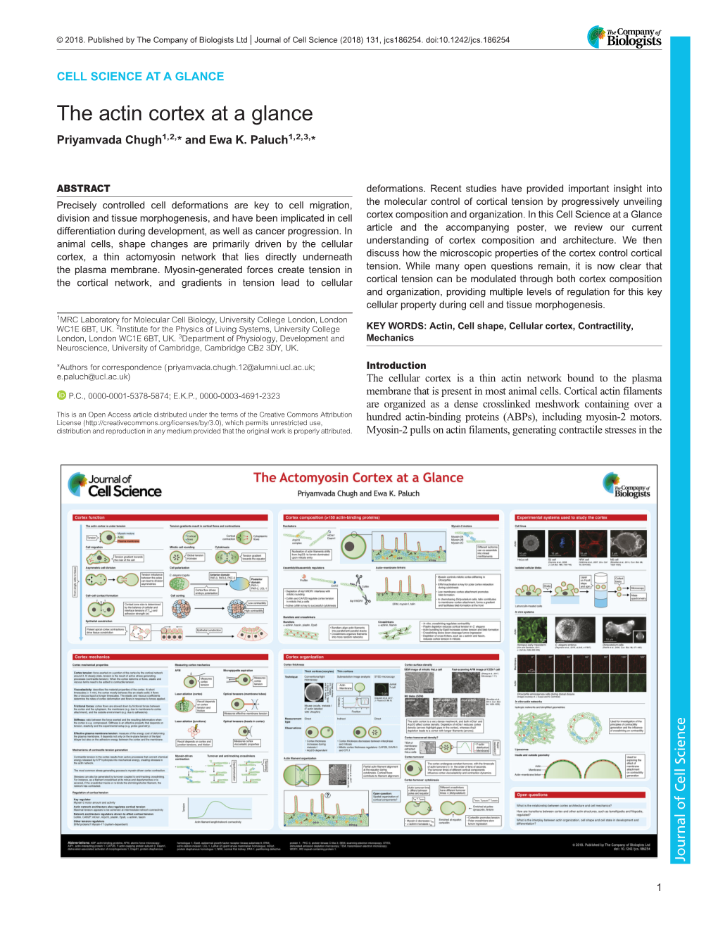 The Actin Cortex at a Glance Priyamvada Chugh1,2,* and Ewa K