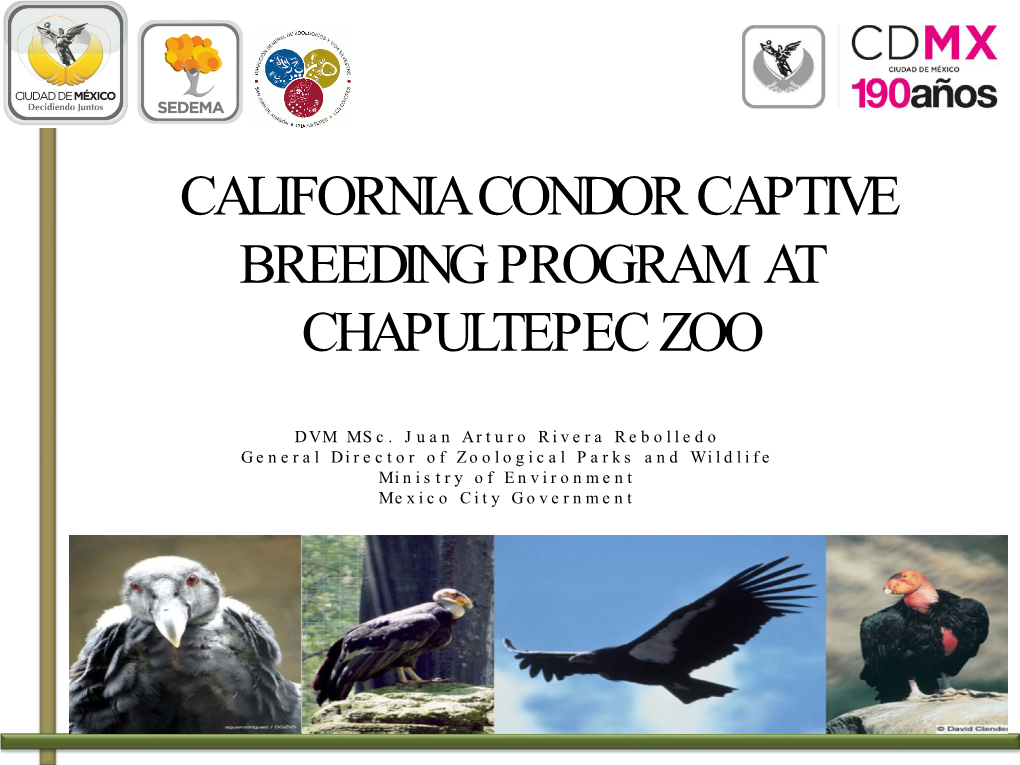 California Condor Captive Breeding Program at Chapultepec Zoo