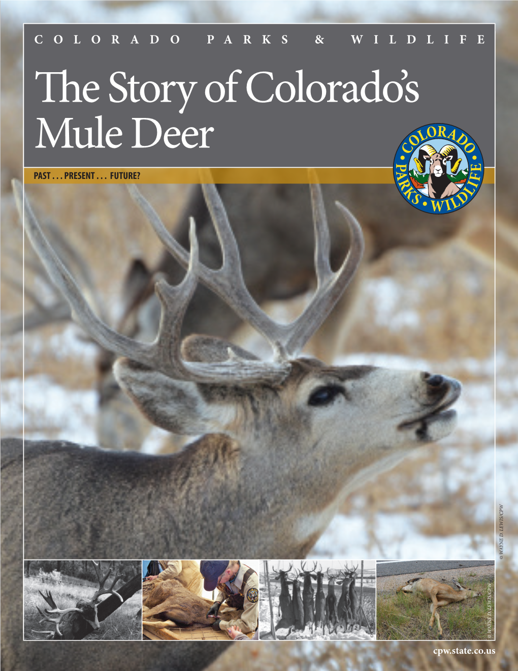 The Story of Colorado's Mule Deer