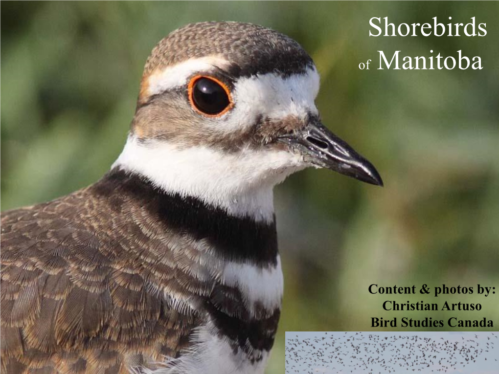 Shorebirds of Manitoba