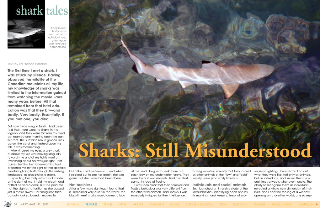 Sharks Know Each Other As Individuals and Often Travel with Favoured Companions
