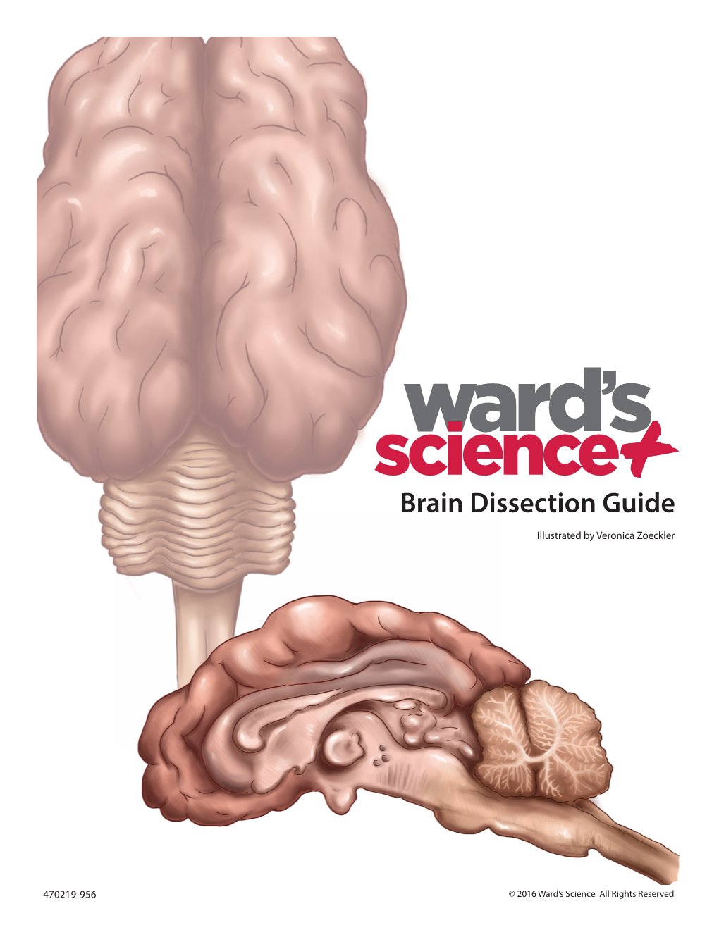 Brain Dissection Guide