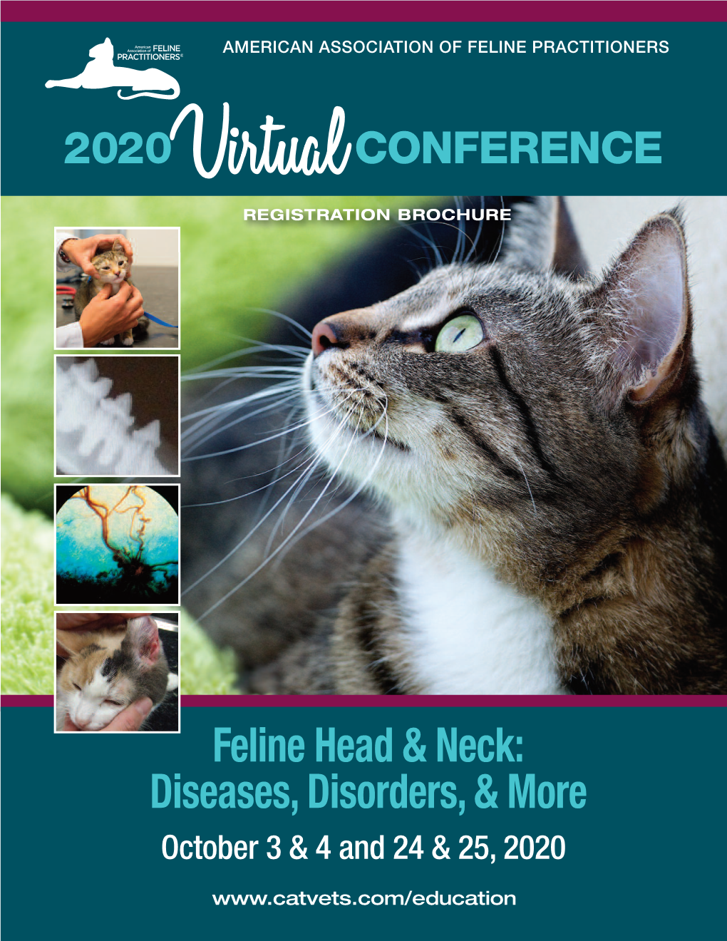 Feline Head & Neck: Diseases, Disorders, & More