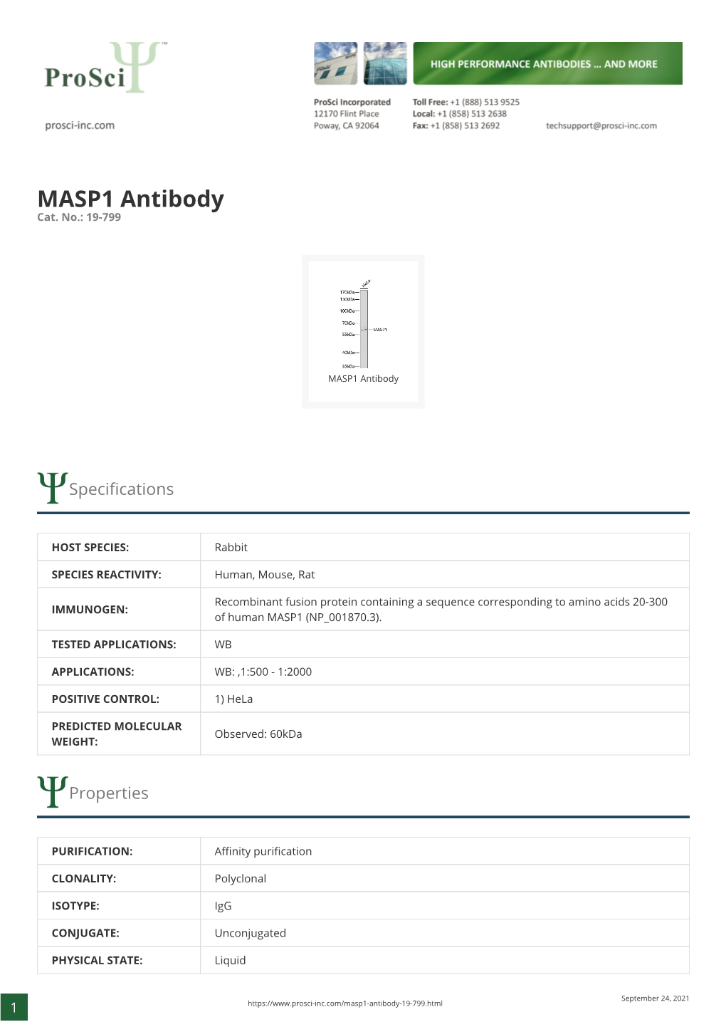 MASP1 Antibody Cat