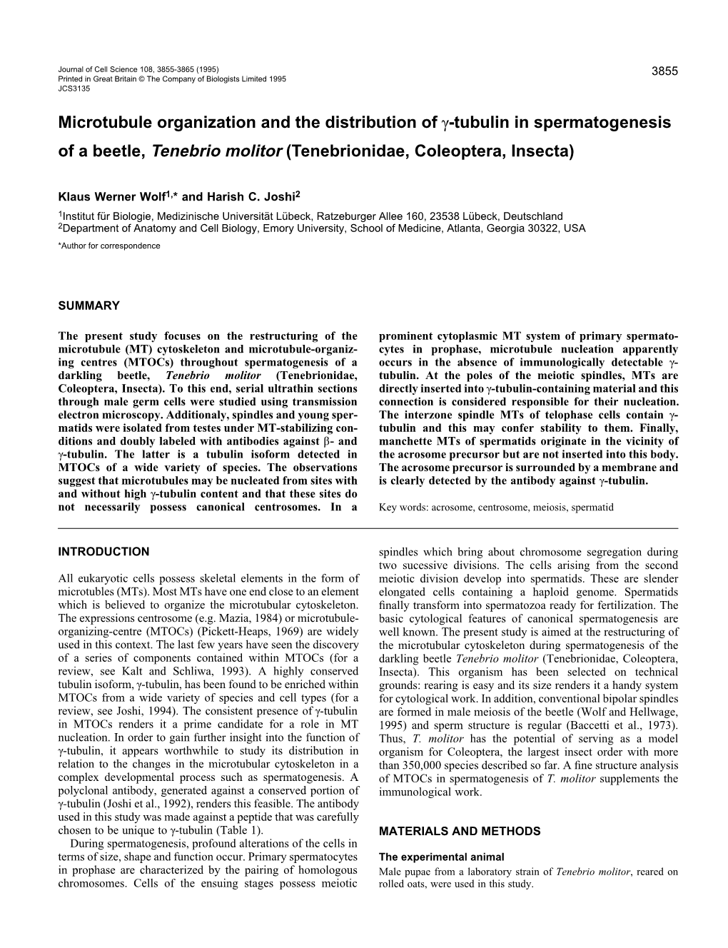 Microtubule Organization and the Distribution of Γ-Tubulin in Spermatogenesis of a Beetle, Tenebrio Molitor (Tenebrionidae, Coleoptera, Insecta)