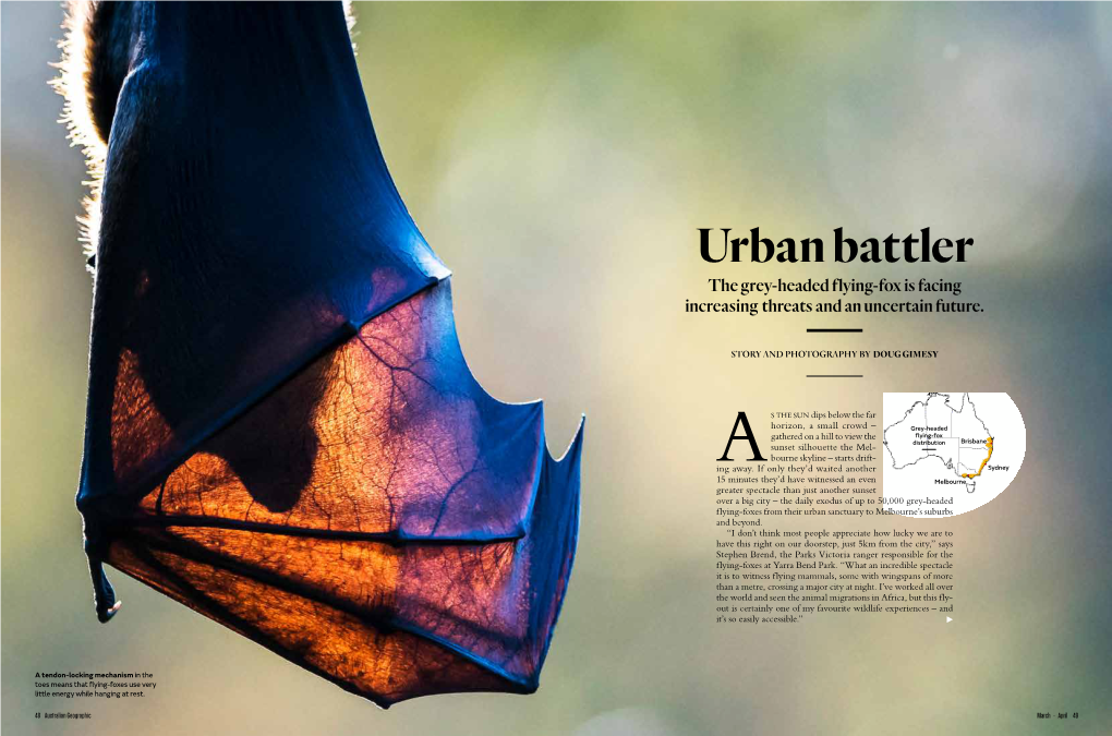 Urban Battler (Grey-Headed Flying-Foxes)