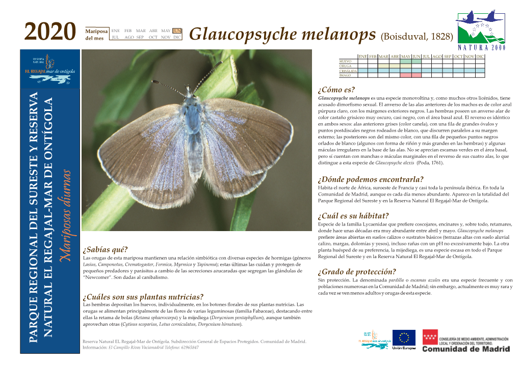 Glaucopsyche Melanops (Boisduval, 1828)