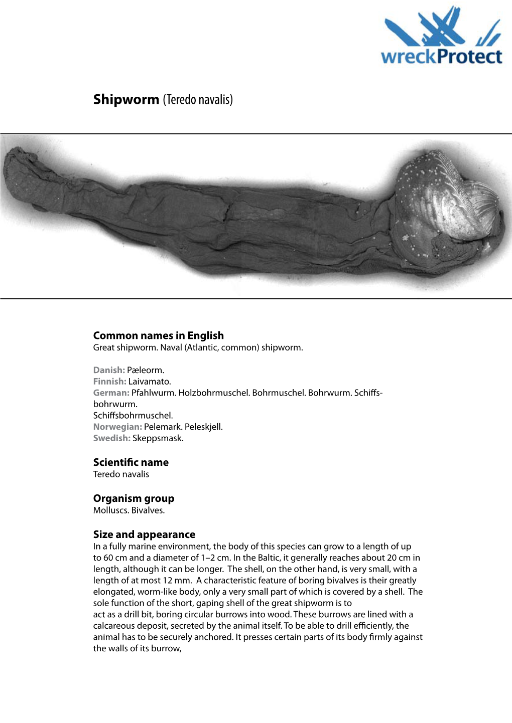 Shipworm (Teredo Navalis)