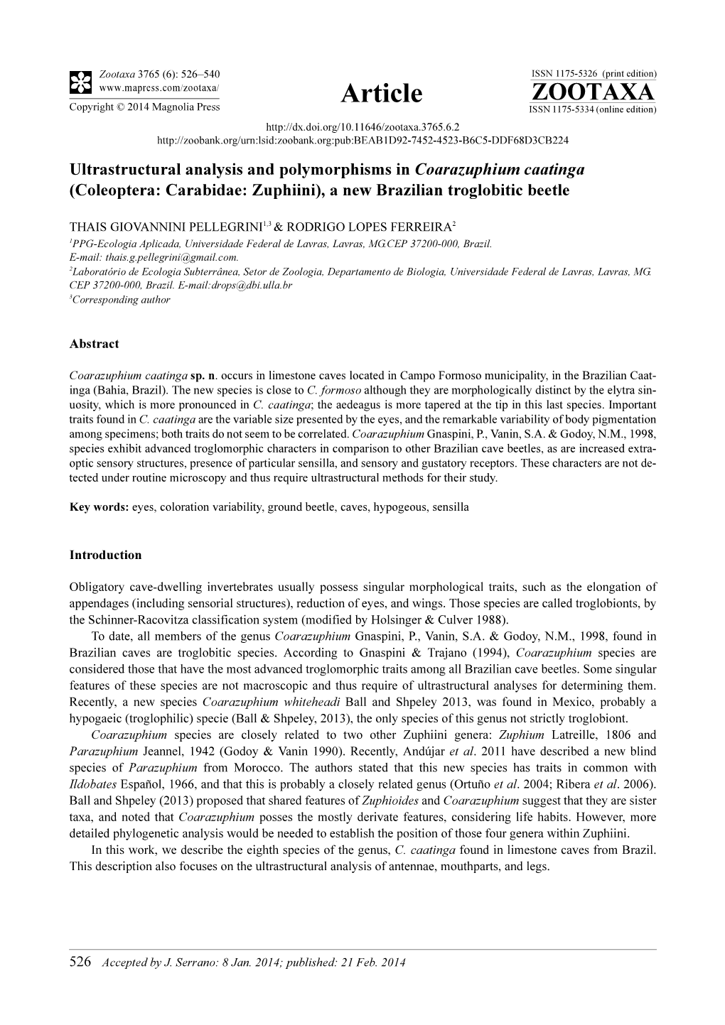 Ultrastructural Analysis and Polymorphisms in Coarazuphium Caatinga (Coleoptera: Carabidae: Zuphiini), a New Brazilian Troglobitic Beetle