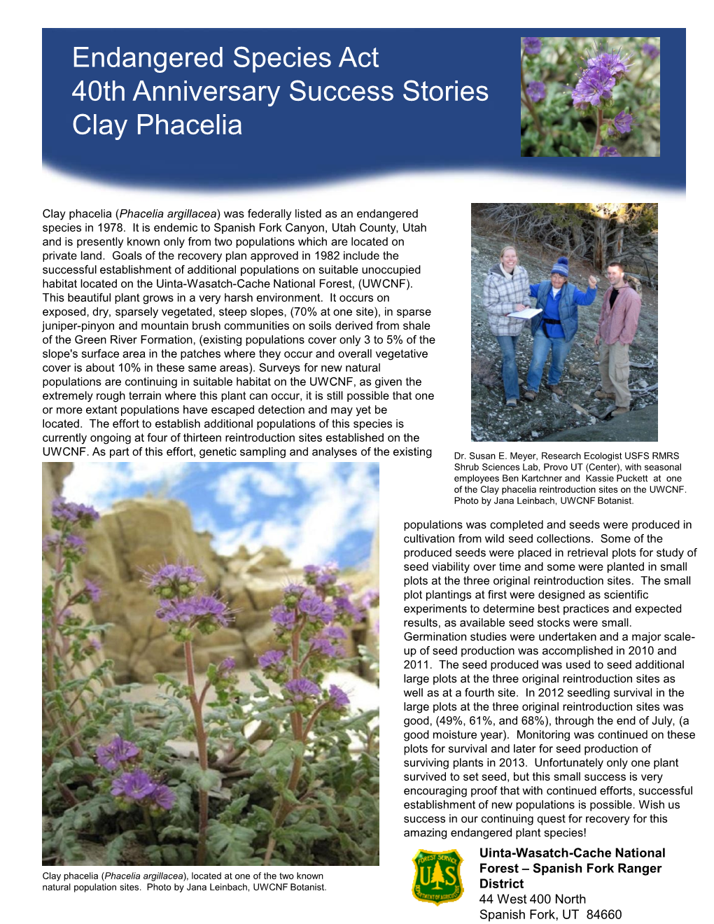 Clay Phacelia