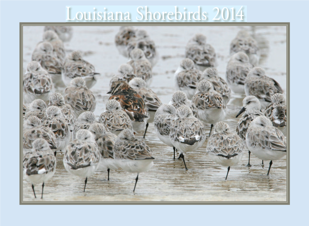 Louisiana Shorebirds 2014