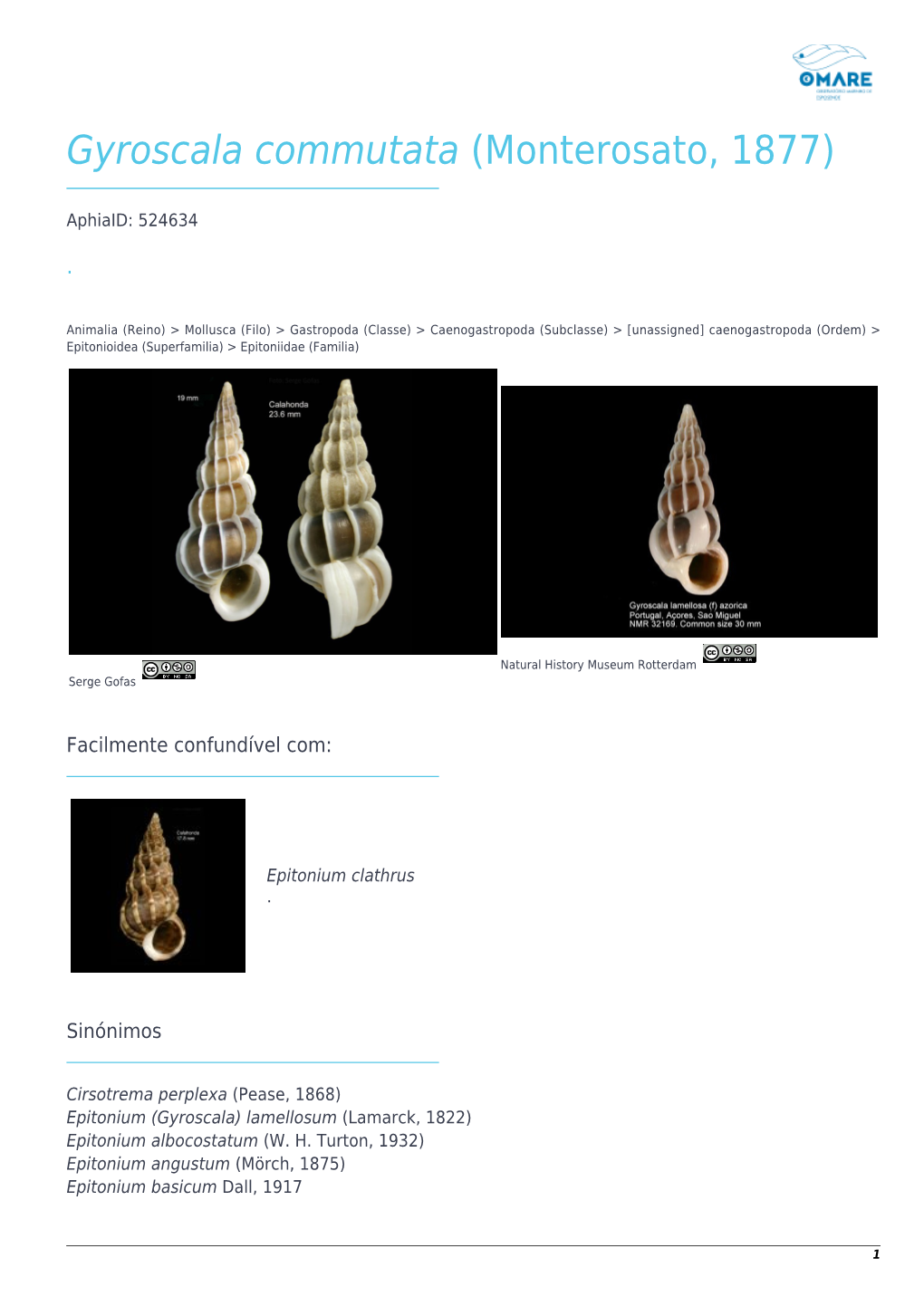 Gyroscala Commutata (Monterosato, 1877)