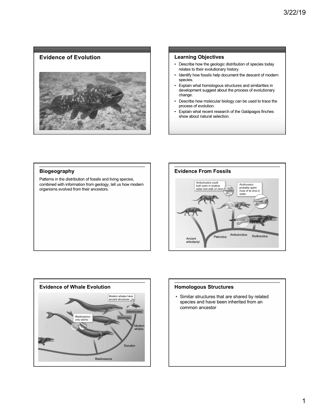 Evidence of Evolution Learning Objectives ▪ Describe How the Geologic Distribution of Species Today Relates to Their Evolutionary History