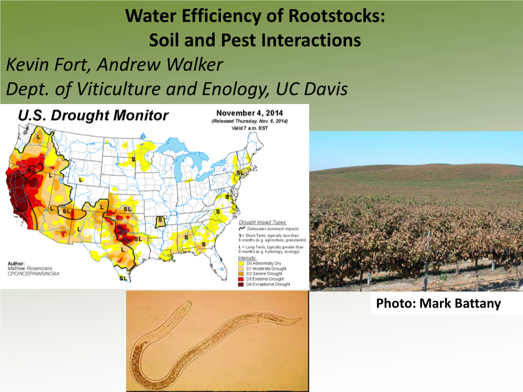 Water Efficiency of Rootstocks: Soil and Pest Interactions Kevin Fort, Andrew Walker Dept