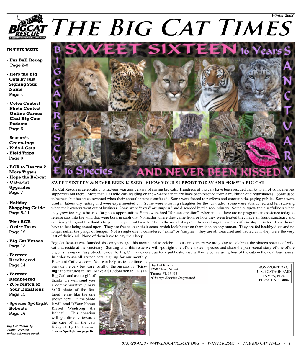 The Big Cat Timeswinter 2008