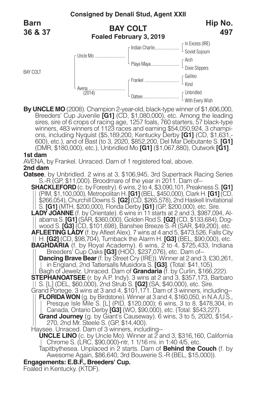 BAY COLT Barn 36 & 37 Hip No