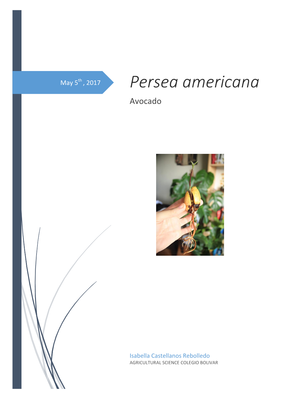 Persea Americana Avocado