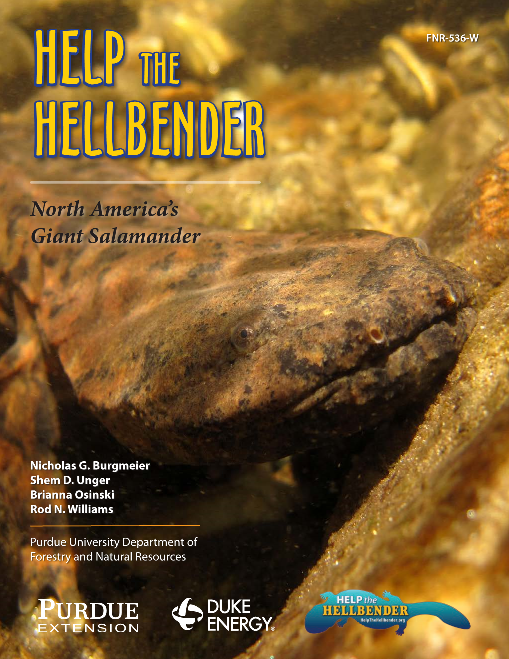 North America's Giant Salamander