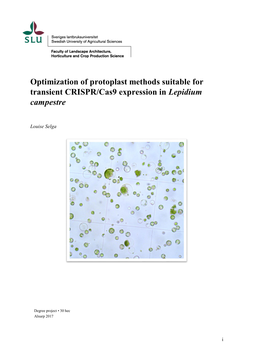 Optimization of Protoplast Methods Suitable for Transient CRISPR/Cas9 Expression in Lepidium Campestre