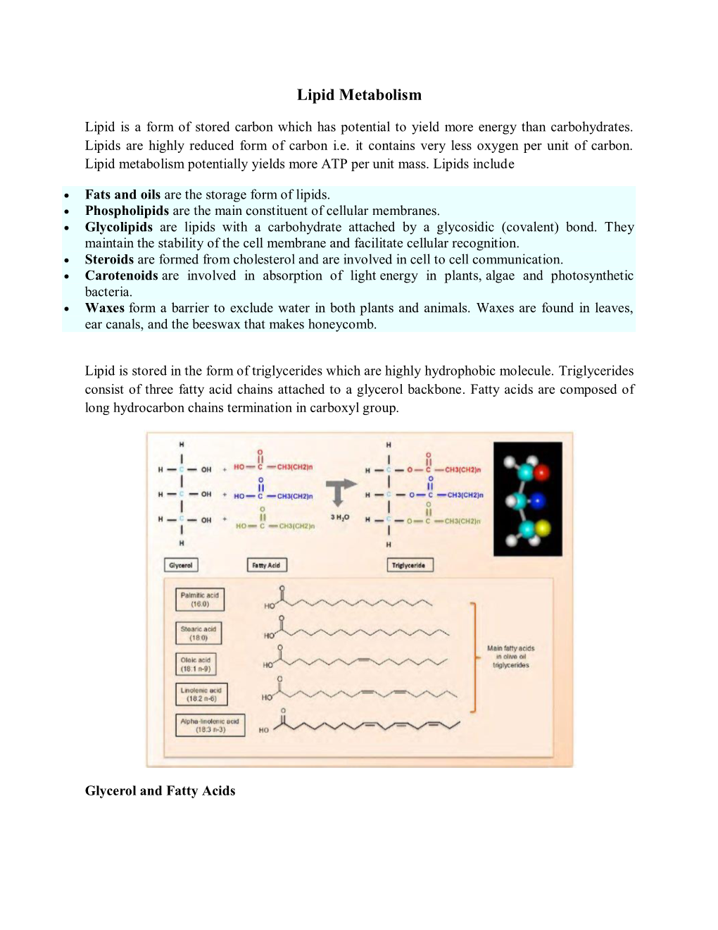 Lipid Metabolism