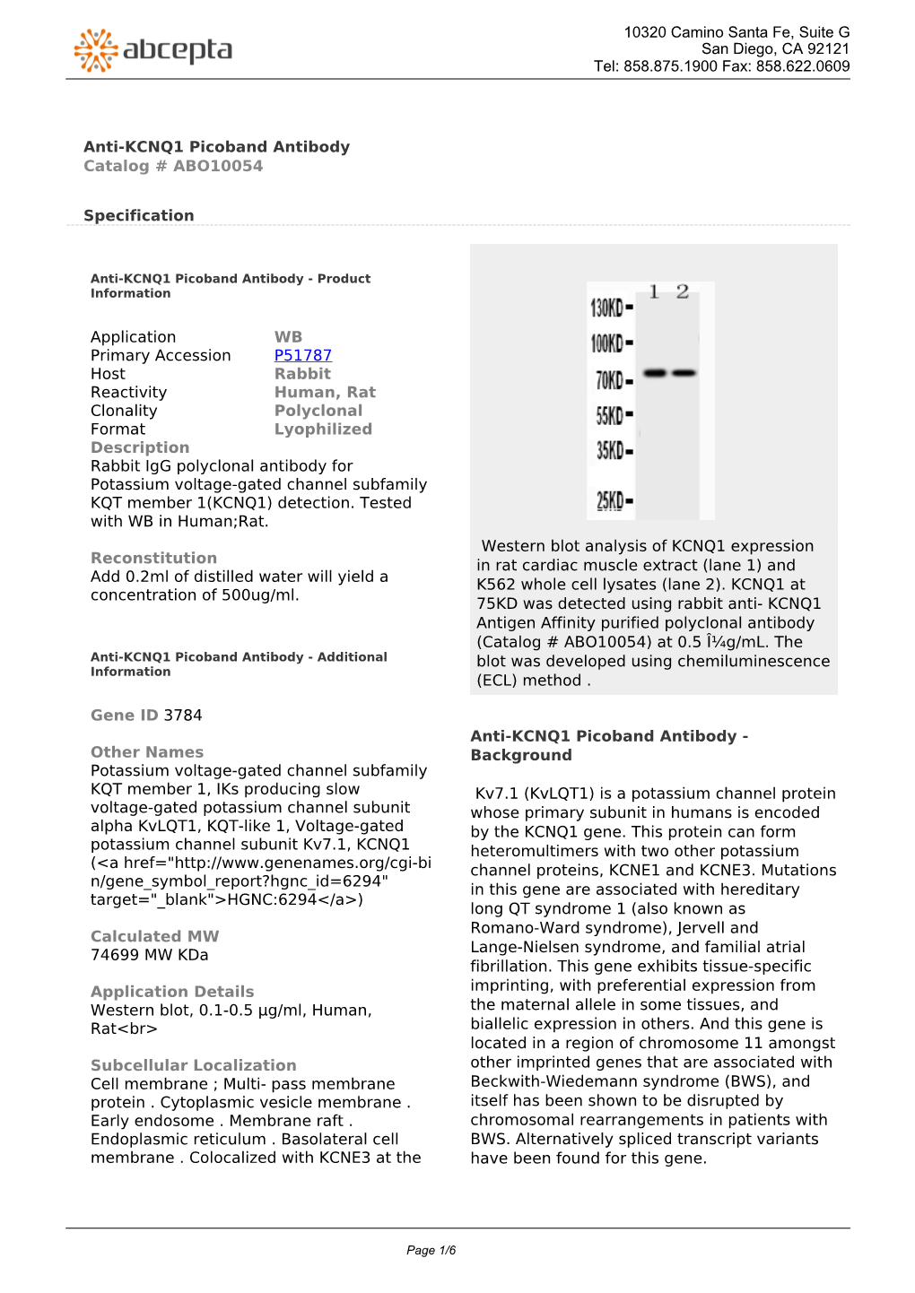 Anti-KCNQ1 Picoband Antibody Catalog # ABO10054